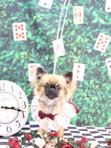 20250419むぎちゃん